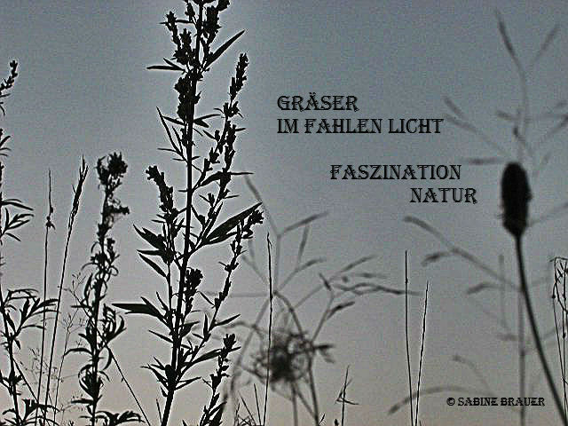Gräser im fahlen Licht