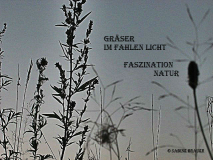 Gräser im fahlen Licht