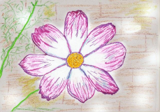 Cosmea Zeichnung auf Papier