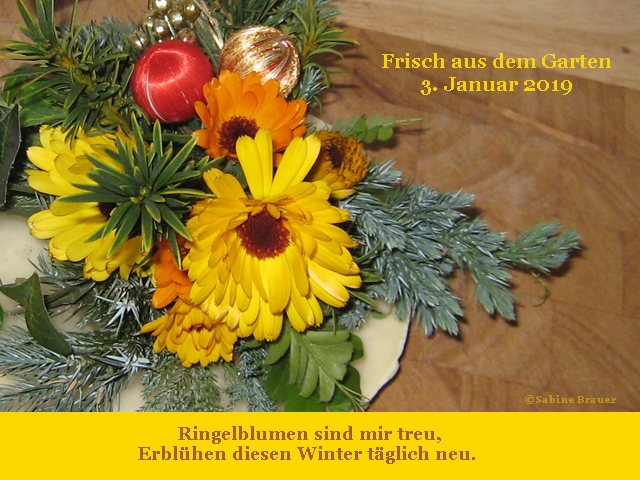Frisch aus dem Garten Ringelblümelein