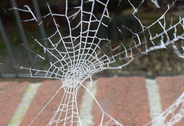 Spinnennetz gefrostet