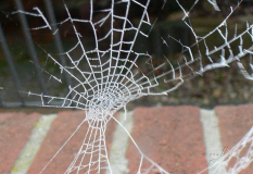Spinnennetz gefrostet