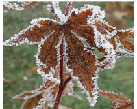 Wie gezuckert das Ahornblatt