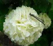 Schneeball mit Libelle