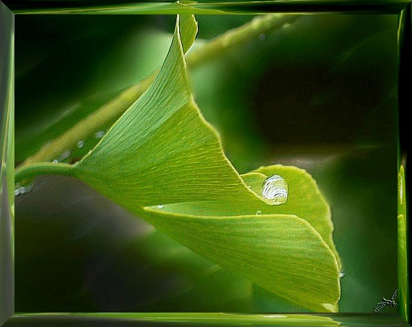 Ginkgo mit Tropfen