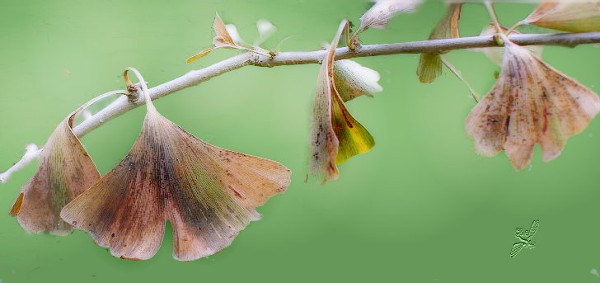 Ginkgozweig