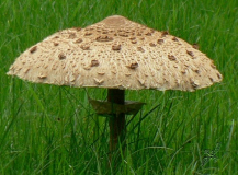 Parasolpilz