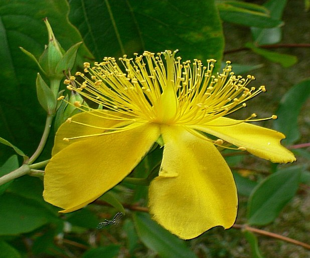 Johanniskraut