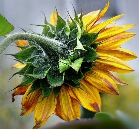 Sonnenblume