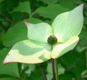 Cornus kousa (Blüten-Hartriegel) Scheinblüte