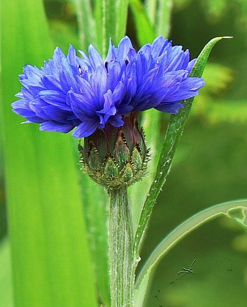 Kornblume