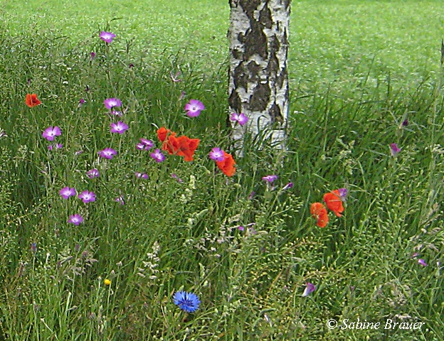 Im Sommerwind