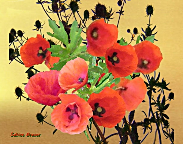 Goldmohn 2